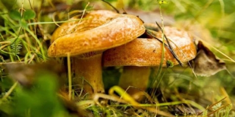 Da li je moguće otrovati se gljivama: simptomi i znakovi